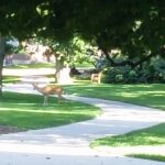 Slope of the Yard in Vastu Shastra Slope of a yard is important.