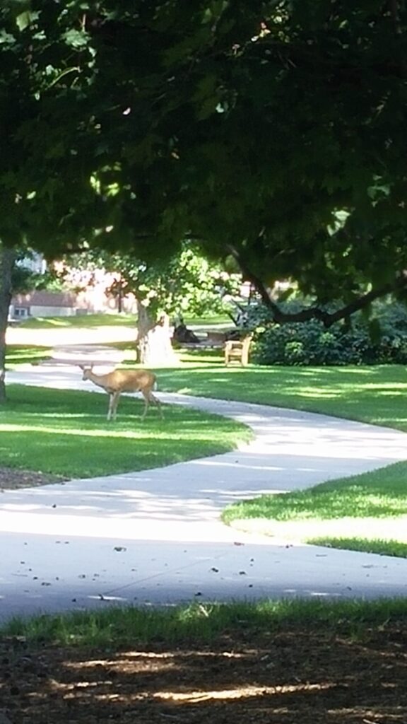 Slope of a yard is important.